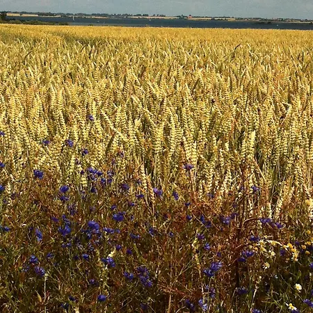 Ostseehotel Rike Hotel